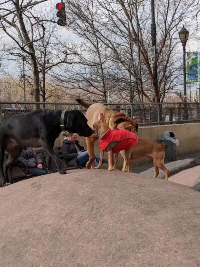 Chelsea Waterside Dog Park - New York,