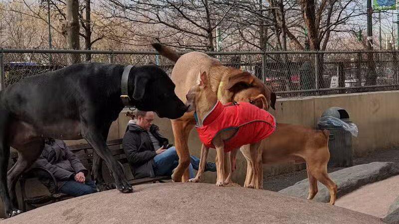 Chelsea Waterside Dog Park - New York,