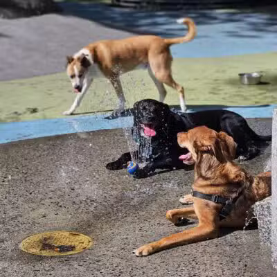 Chelsea Waterside Dog Park - New York,