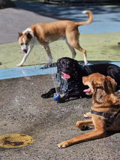 Chelsea Waterside Dog Park - New York,