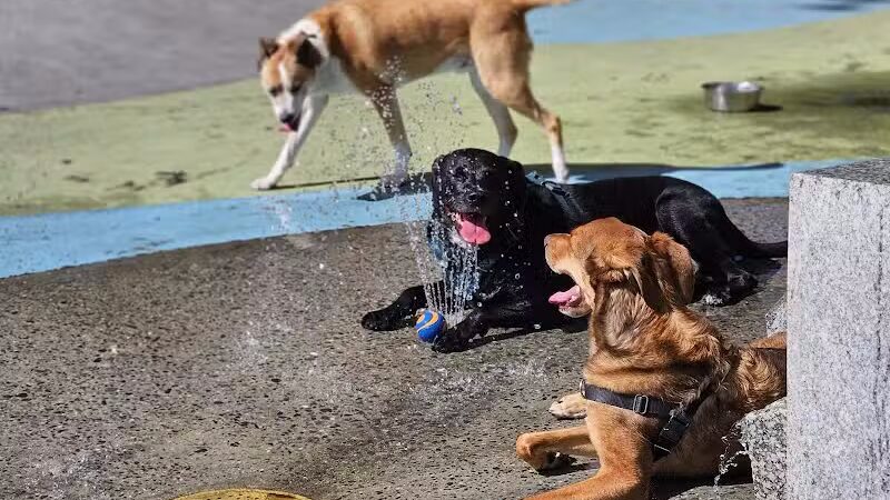 Chelsea Waterside Dog Park - New York,