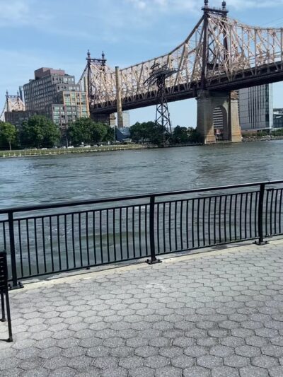 East River Esplanade Dog Run - New York, NY