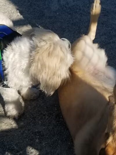 J. Hood Wright Park Dog Run - New York, MI