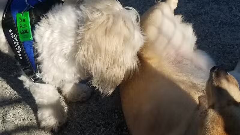 J. Hood Wright Park Dog Run - New York, MI