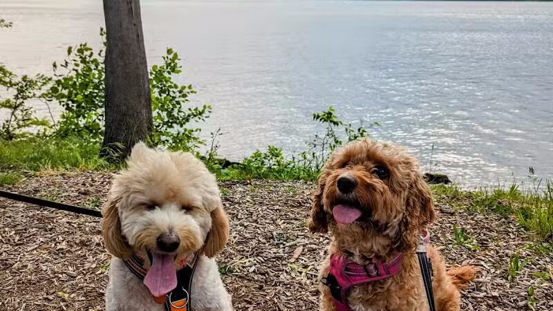 J. Hood Wright Park Dog Run - New York, MI