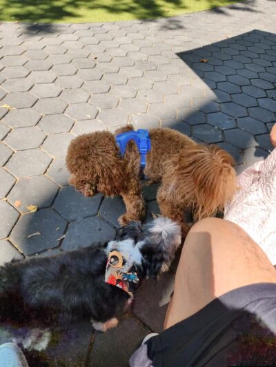 Jemmy's Dog Run - New York, NY