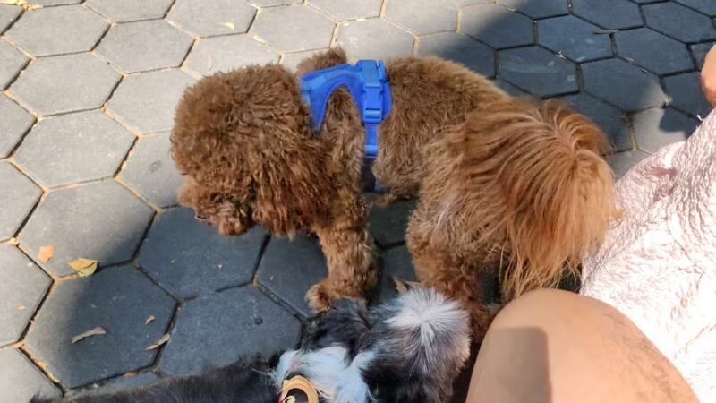 Jemmy's Dog Run - New York, NY