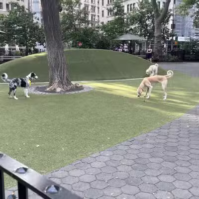 Jemmy's Dog Run - New York, NY