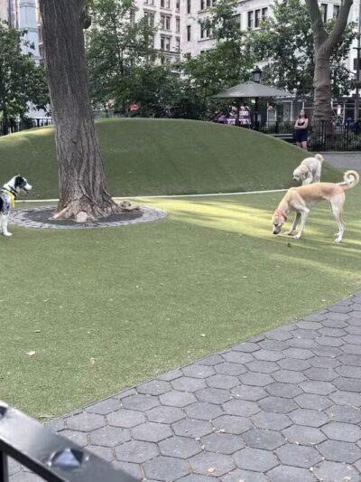 Jemmy's Dog Run - New York, NY