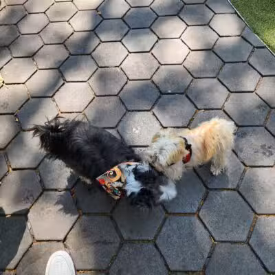 Jemmy's Dog Run - New York, NY