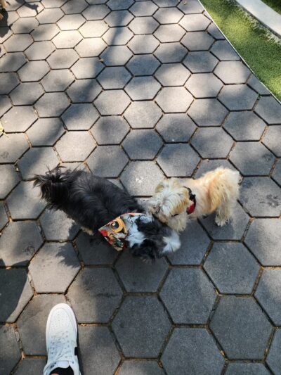 Jemmy's Dog Run - New York, NY