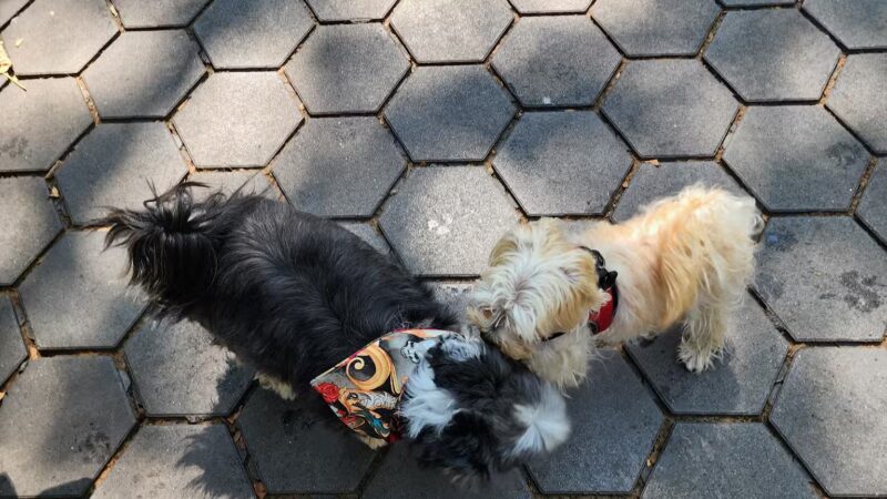 Jemmy's Dog Run - New York, NY