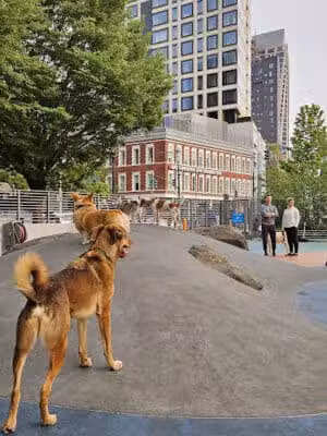 Chelsea Waterside Dog Park - New York,