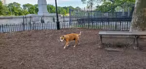 142nd Street Dog Run - New York, NY