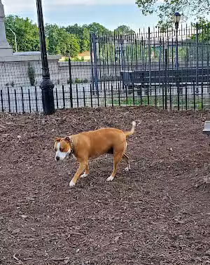 142nd Street Dog Run - New York, NY