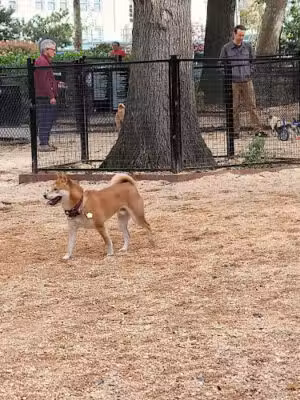 Bull Moose Dog Run - New York, NY