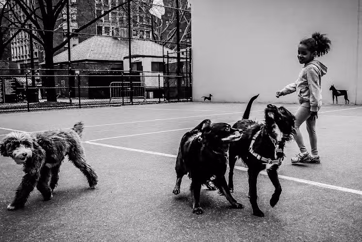 Chelsea Park Dog Run - New York, NY