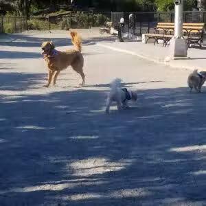 J. Hood Wright Park Dog Run - New York, NY