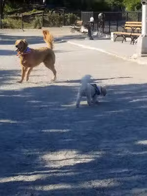 J. Hood Wright Park Dog Run - New York, NY