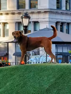 Jemmy's Dog Run - New York, NY