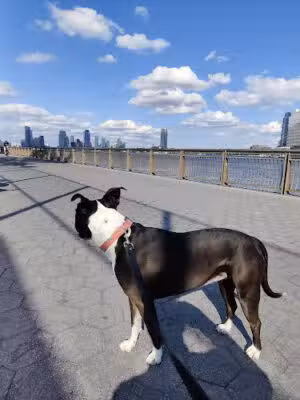 John V. Lindsay East River Park - New York, NY