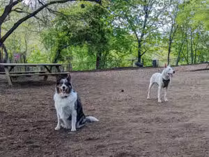 Morningside Park Dog Run - New York, NY