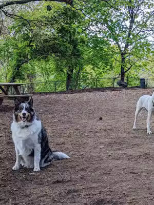 Morningside Park Dog Run - New York, NY