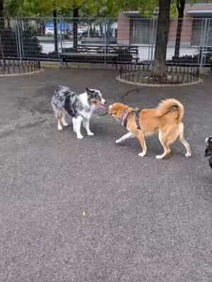 Pier 84 Dog Run - New York, NY