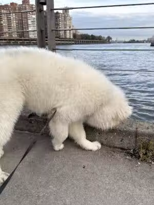Roosevelt Pups - New York, NY