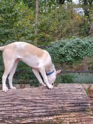 Sir William's Dog Run - New York, NY