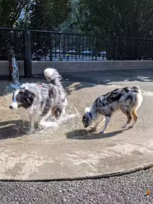 Sirius Dog Run - New York, NY