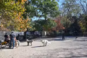 Tompkins Square Dog Run - New York, NY