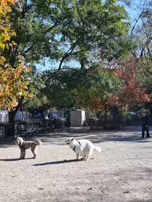 Tompkins Square Dog Run - New York, NY