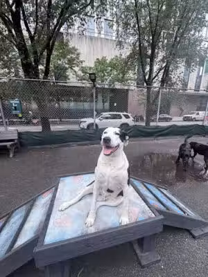 Tribeca Dog Run - New York, NY