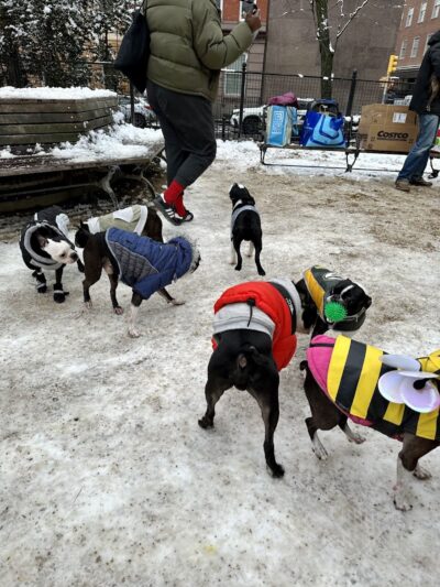 Washington Square Park Dog Run - New York, NY