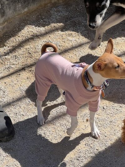 Washington Square Park Dog Run - New York, NY