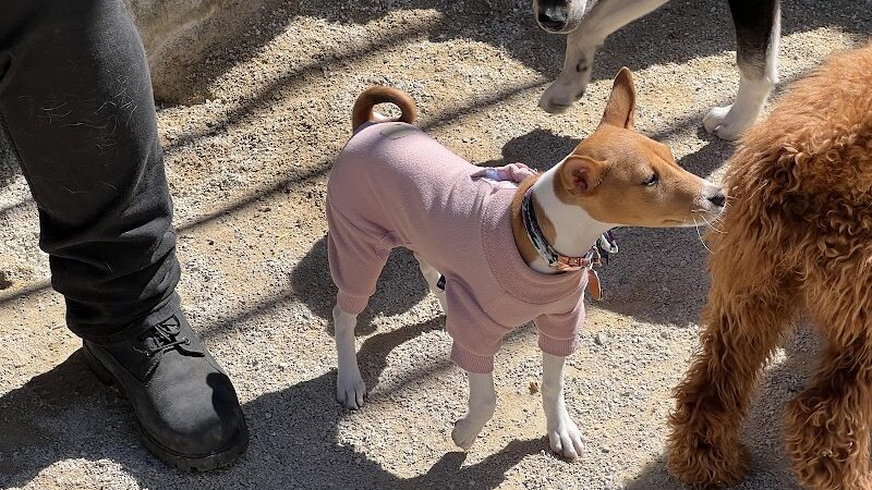 Washington Square Park Dog Run - New York, NY