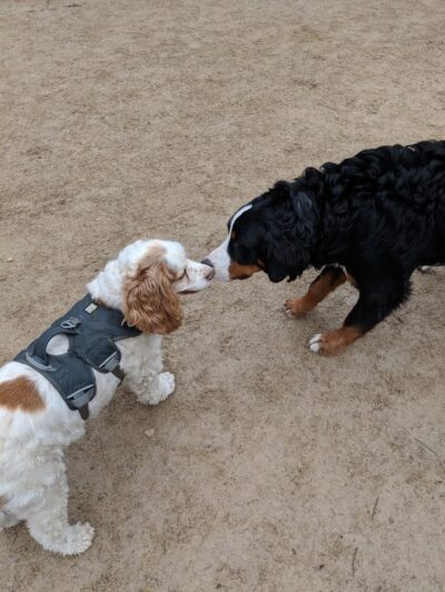 Washington Square Park Dog Run - New York, NY