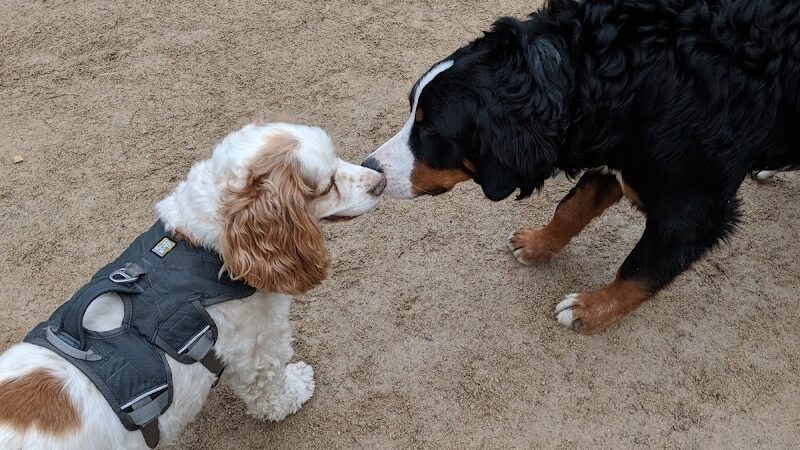 Washington Square Park Dog Run - New York, NY