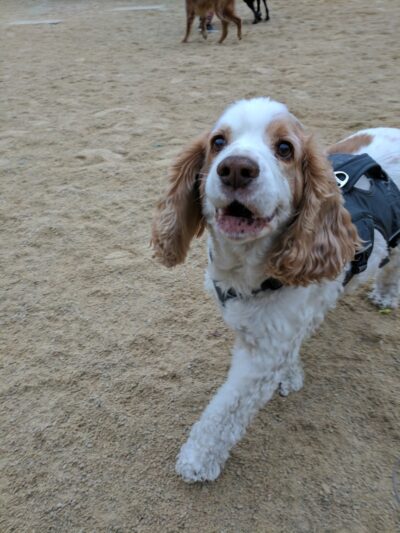 Washington Square Park Dog Run - New York, NY