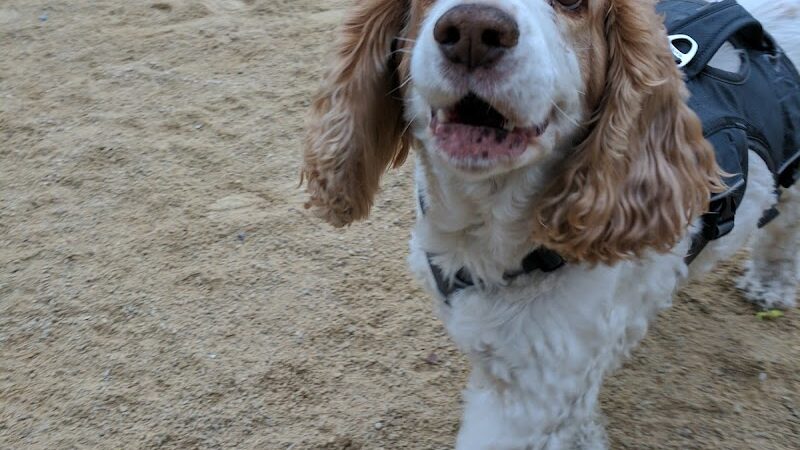 Washington Square Park Dog Run - New York, NY