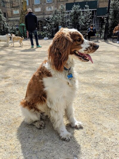 Washington Square Park Dog Run - New York, NY