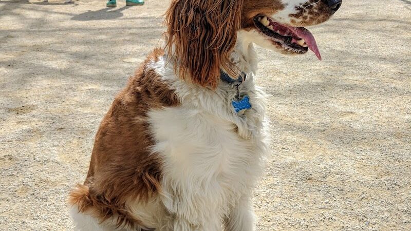 Washington Square Park Dog Run - New York, NY