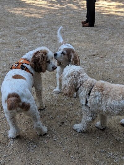 Washington Square Park Dog Run - New York, NY