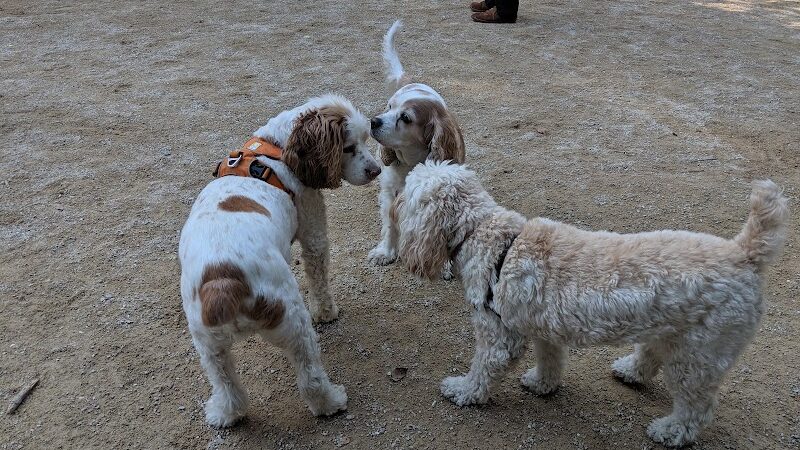 Washington Square Park Dog Run - New York, NY