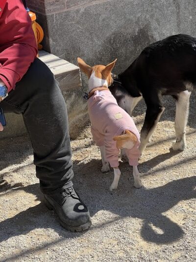 Washington Square Park Dog Run - New York, NY