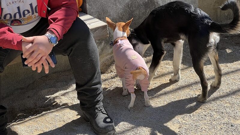 Washington Square Park Dog Run - New York, NY