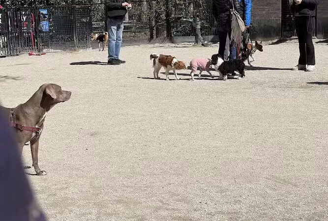 Washington Square Park Dog Run - New York, NY