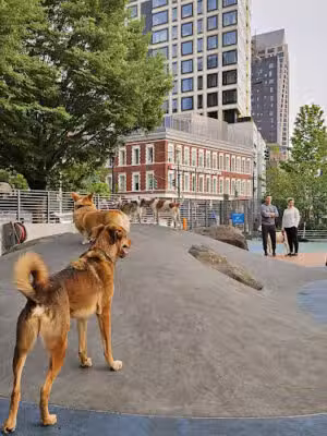 Chelsea Waterside Dog Park - New York, NY