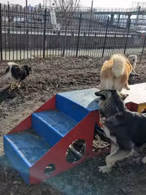 Tom's Dog Run - New York, NY